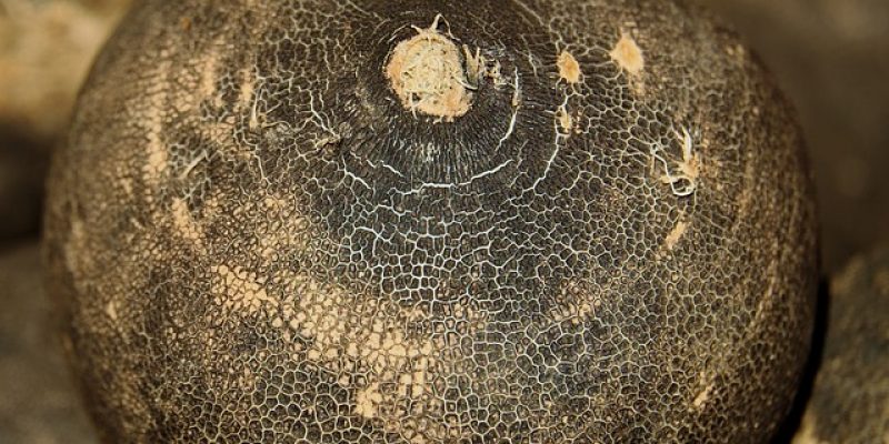 Comment cuisiner le radis noir ?