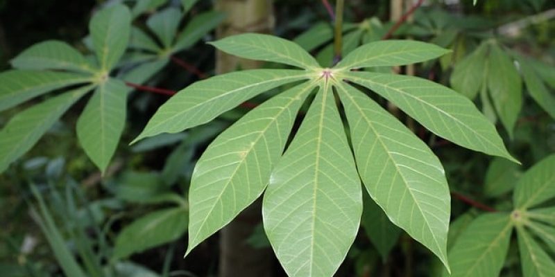 Comment cuisiner le manioc ?