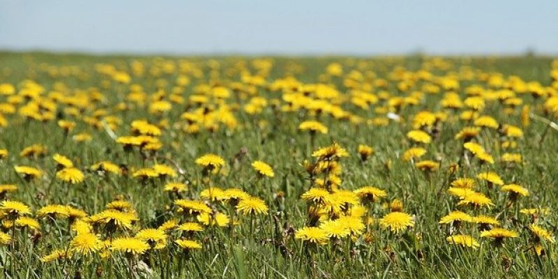 Comment apprendre à cuisiner les plantes comestibles ?