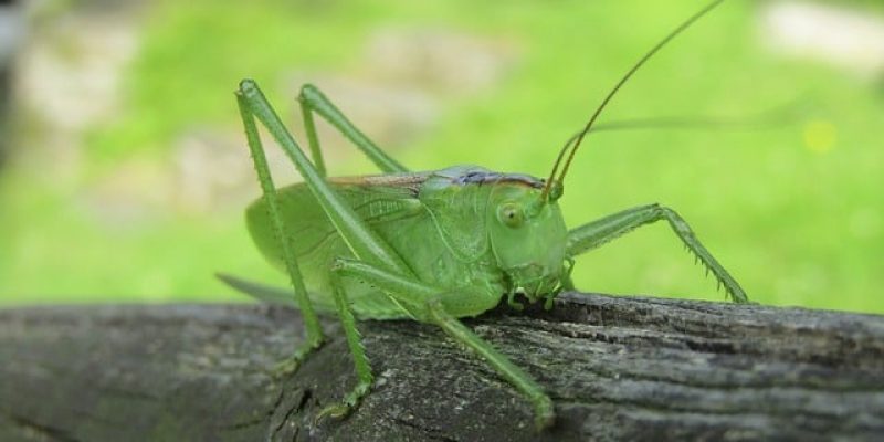 8 insectes cosmetibles à essayer une fois dans sa vie !