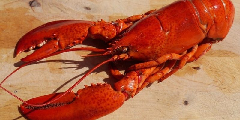 Comment cuire un homard ?