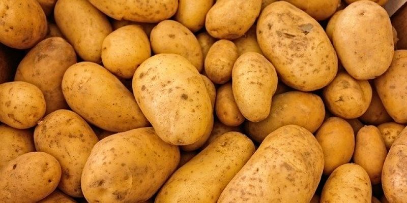 Quelles sont les meilleures variétés de pomme de terre ?