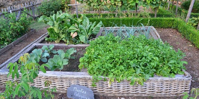 Comment cuisiner les blettes ?