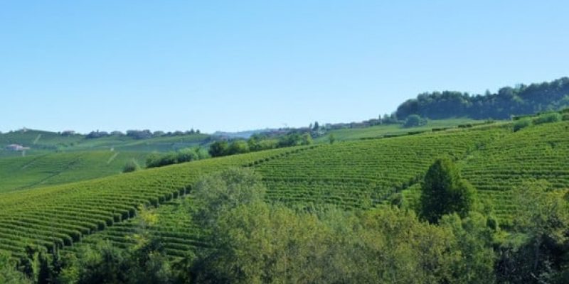Les meilleurs vins du Piémont Italien : Barolo & Barbaresco !